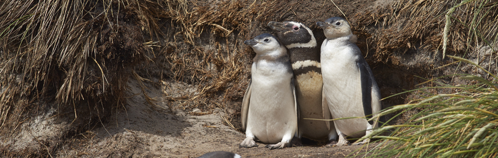 MAGELLANIC PENGUIN Spheniscus magellanicus 